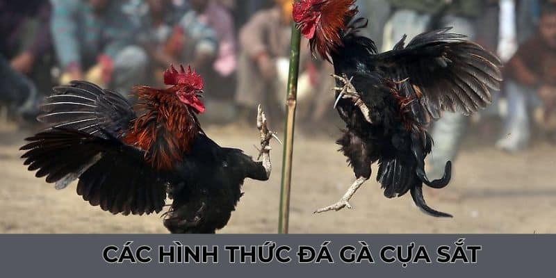 Tìm hiểu hàng loạt hình thức đặt cược phổ biến trên thị trường