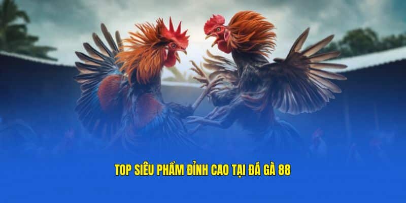 Top hình thức đá gà cực hấp dẫn chỉ có tại KUBET