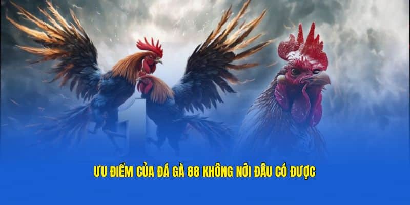 Ưu điểm nổi bật làm nên sức hút cho đá gà 88