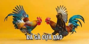 Đá Gà Cựa Dao - Loại Hình Chọi Kê Kịch Tính Nhất Tại KUBET