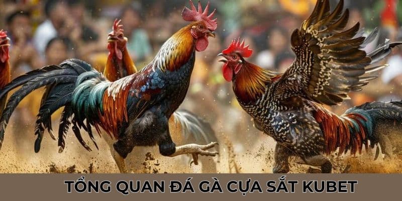 Khám phá các thông tin thú vị về trò chơi Đá Gà Cựa Sắt